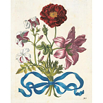 Книга цветов 22 постера Maria Sibylla Merian: 22 Pull-Out Posters варинант исполнения - 3 | Loft Concept в Волгограде