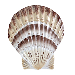 Фигурка из фарфора в виде ракушки морского гребешка Marine Tridacna варинант исполнения - 1 | Loft Concept в Волгограде