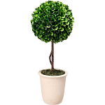 Декоративный искусственное растение Single boxwood варинант исполнения - 1 | Loft Concept в Волгограде