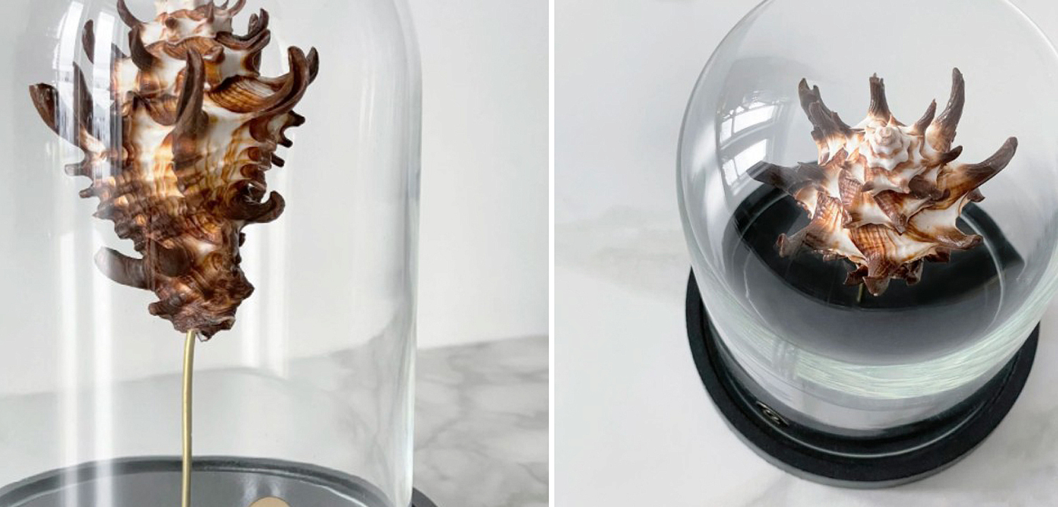 Статуэтка Vasum Tubiferum Glass Cloche Статуэтка Vasum Tubiferum Glass Cloche - Loft-Concept в Волгограде