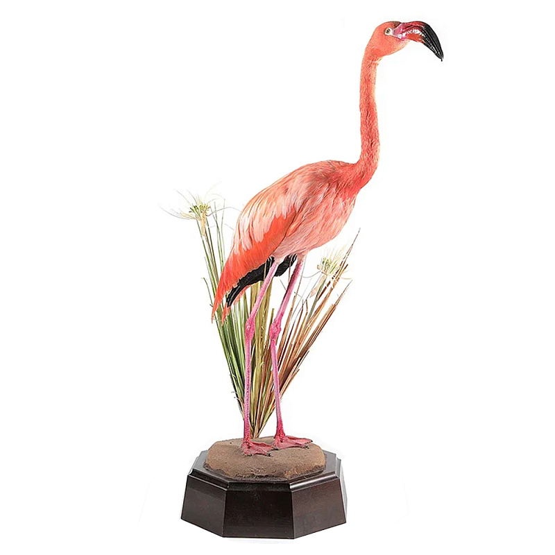 Настоящее чучело фламинго Pink Flamingo Розовый Коричневый Настоящее чучело фламинго Pink Flamingo Розовый Коричневый в Волгограде | Loft Concept