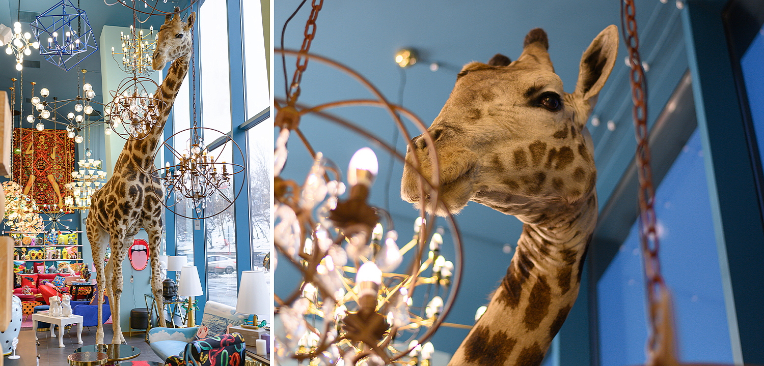 Чучело жирафа Масайский Жираф таксидермия - Loft-Concept в Волгограде