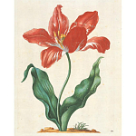 Книга цветов 22 постера Maria Sibylla Merian: 22 Pull-Out Posters варинант исполнения - 5 | Loft Concept в Волгограде