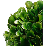 Декоративный искусственное растение Square boxwood варинант исполнения - 2 | Loft Concept в Волгограде