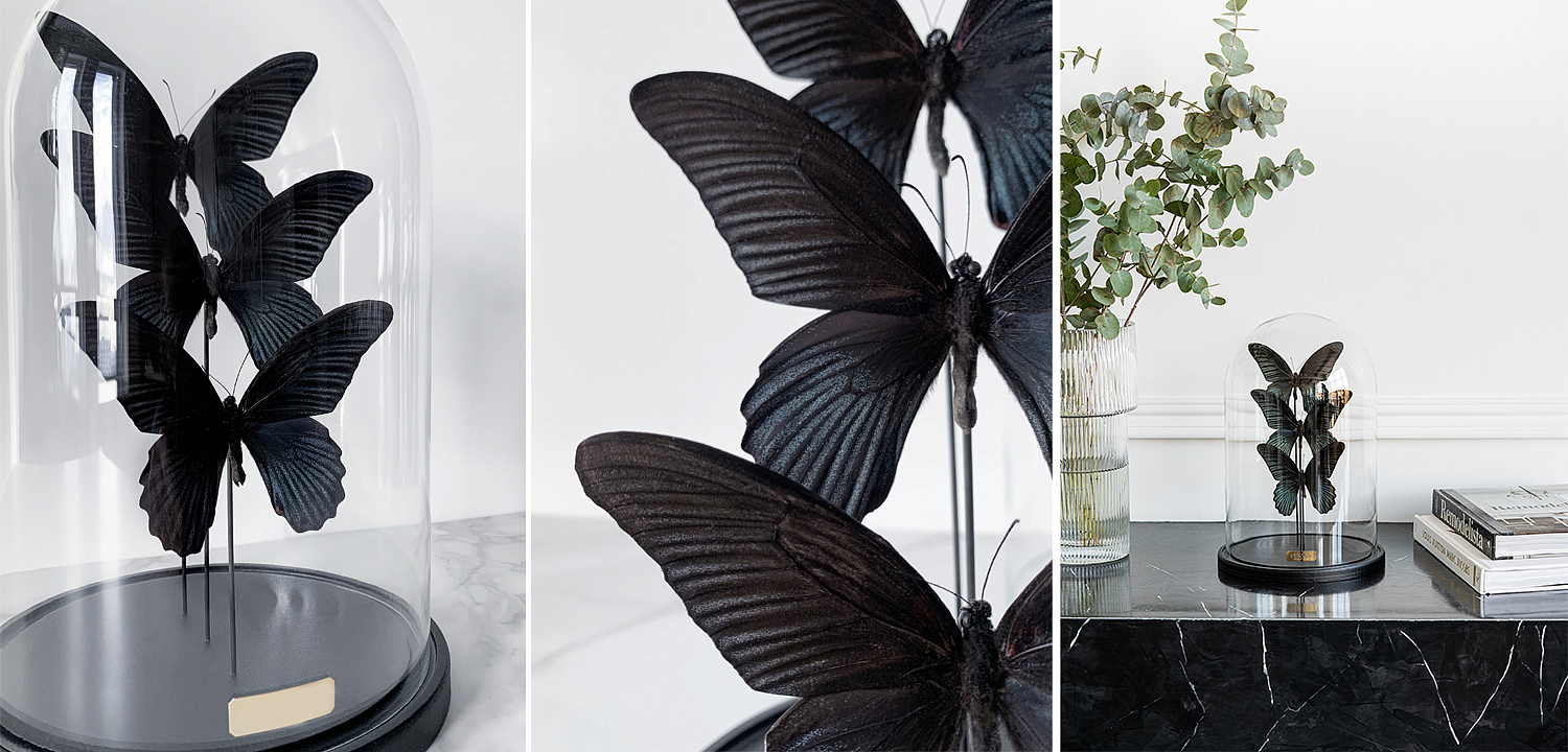 Статуэтка 3 Butterflies Papilio Memnon Glass Cloche Статуэтка 3 Butterflies Papilio Memnon Glass Cloche - Loft-Concept в Волгограде