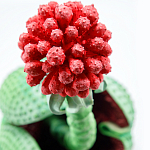 Дизайнерская статуэтка для интерьера Tropical Fruit Pandora 16 варинант исполнения - 1 | Loft Concept в Волгограде