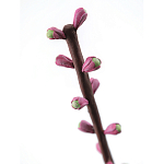 Статуэтка тропический фрукт Pandora Tropical Fruit Tall Pink Green варинант исполнения - 1 | Loft Concept в Волгограде