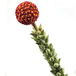 Статуэтка тропический фрукт  Tropical Fruit High Orange варинант исполнения - 2 | Loft Concept в Волгограде