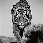 Книга Beusker. Look into my Eyes варинант исполнения - 6 | Loft Concept в Волгограде