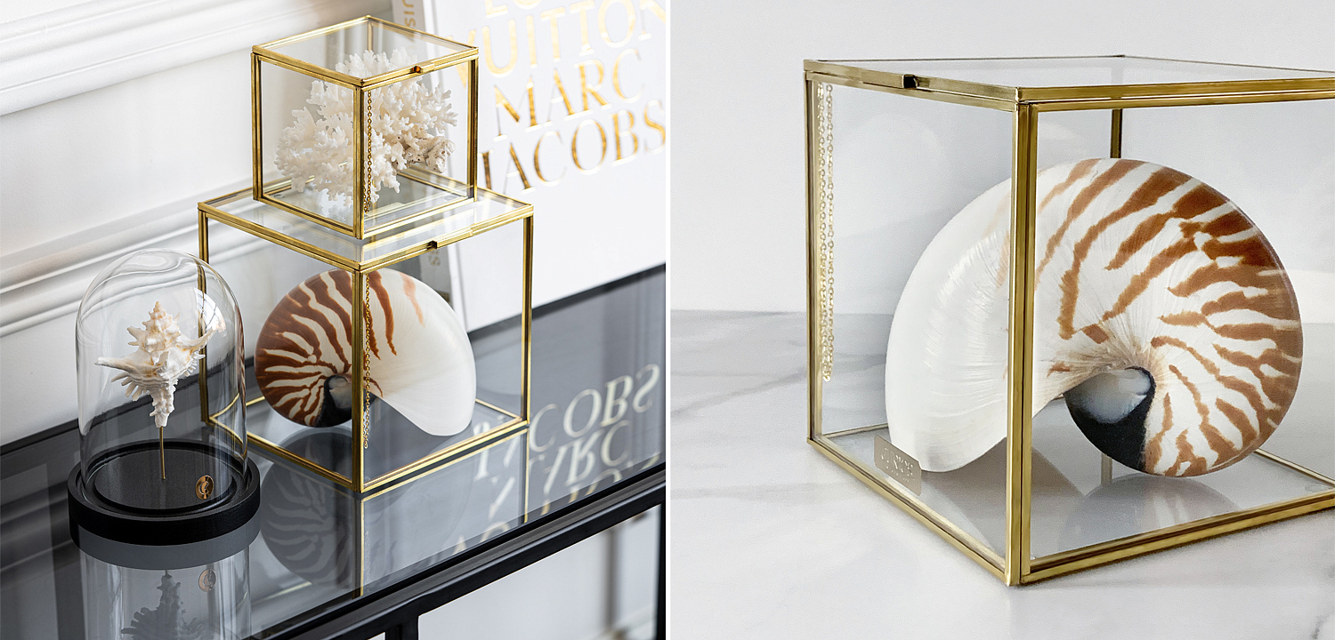 Статуэтка Nautilus Pompilius Glass Box M Статуэтка Nautilus Pompilius Glass Box M - Loft-Concept в Волгограде