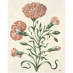 Книга цветов 22 постера Maria Sibylla Merian: 22 Pull-Out Posters варинант исполнения - 4 | Loft Concept в Волгограде