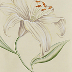 Обои ручная роспись Lilium Special Colourway on Ivory dyed silk варинант исполнения - 2 | Loft Concept в Волгограде