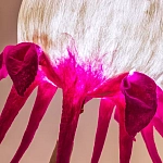 Торшер фуксия «Цветы из снов»  варинант исполнения - 4 | Loft Concept в Волгограде