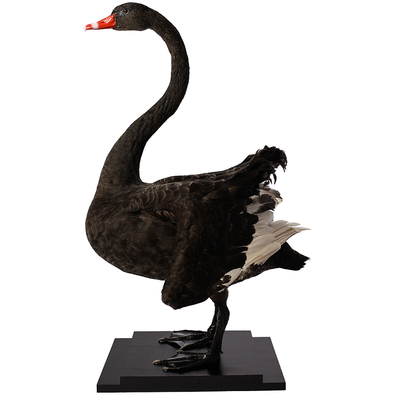 Настоящее чучело черного лебедя Black Swan Черный Коричневый Настоящее чучело черного лебедя Black Swan Черный Коричневый в Волгограде | Loft Concept