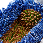 Дизайнерская статуэтка для интерьера Tropical Fruit Pandora 12 варинант исполнения - 3 | Loft Concept в Волгограде