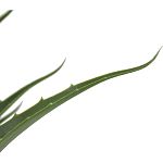 Декоративный искусственное растение Medium Aloe варинант исполнения - 2 | Loft Concept в Волгограде