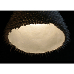 Светильник Acus варинант исполнения - 3 | Loft Concept в Волгограде