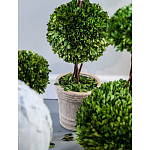 Декоративный искусственное растение Single boxwood варинант исполнения - 3 | Loft Concept в Волгограде