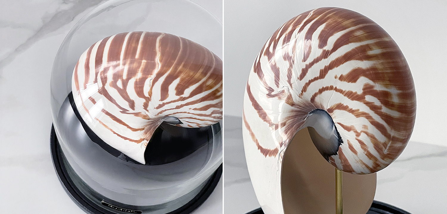 Статуэтка Nautilus Pompilius Glass Cloche Статуэтка Nautilus Pompilius Glass Cloche - Loft-Concept в Волгограде