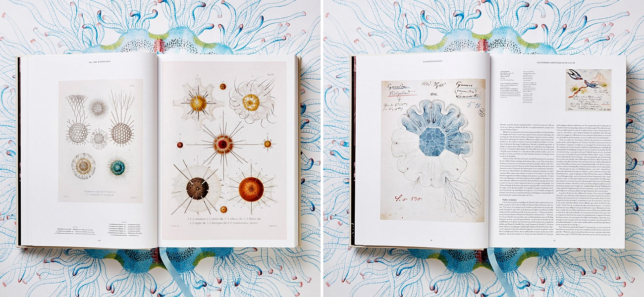 The Art and Science of Ernst Haeckel XXL - Loft-Concept в Волгограде