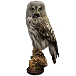 Чучело Совы таксидермия варинант исполнения - 1 | Loft Concept в Волгограде