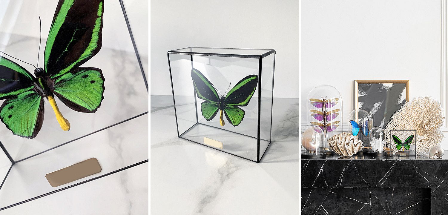 Статуэтка Butterfly Priamus Poseidon Glass Box Статуэтка Butterfly Priamus Poseidon Glass Box - Loft-Concept в Волгограде
