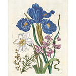 Книга цветов 22 постера Maria Sibylla Merian: 22 Pull-Out Posters варинант исполнения - 6 | Loft Concept в Волгограде