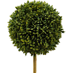 Декоративный искусственное растение Boxwood One варинант исполнения - 2 | Loft Concept в Волгограде
