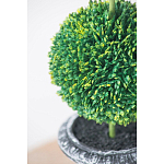 Декоративный искусственное растение Double boxwood варинант исполнения - 6 | Loft Concept в Волгограде