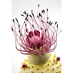 Статуэтка тропический фрукт Pandora Tropical Fruit Light Yellow Pink Flower варинант исполнения - 1 | Loft Concept в Волгограде