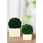 Декоративный искусственное растение Square boxwood варинант исполнения - 4 | Loft Concept в Волгограде