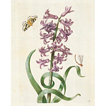 Книга цветов 22 постера Maria Sibylla Merian: 22 Pull-Out Posters варинант исполнения - 2 | Loft Concept в Волгограде