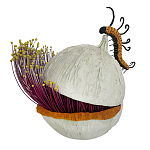 Статуэтка фантастический фрукт Exotic Tropical Fruit orange and white 67 варинант исполнения - 4 | Loft Concept в Волгограде