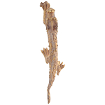 Декоративная статуэтка Китайский дракон Фуцанлун варинант исполнения - 2 | Loft Concept в Волгограде