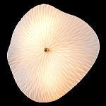 Бра в форме лепестка с рельефной текстурой FLOW варинант исполнения - 1 | Loft Concept в Волгограде