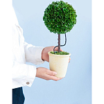 Декоративный искусственное растение Single boxwood варинант исполнения - 8 | Loft Concept в Волгограде