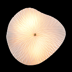 Бра в форме лепестка с рельефной текстурой FLOW варинант исполнения - 3 | Loft Concept в Волгограде