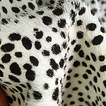 Мебельная ткань Искусственный мех  белый леопард 90 см T5-3 варинант исполнения - 3 | Loft Concept в Волгограде