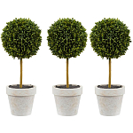 Декоративный искусственное растение Boxwood One варинант исполнения - 1 | Loft Concept в Волгограде