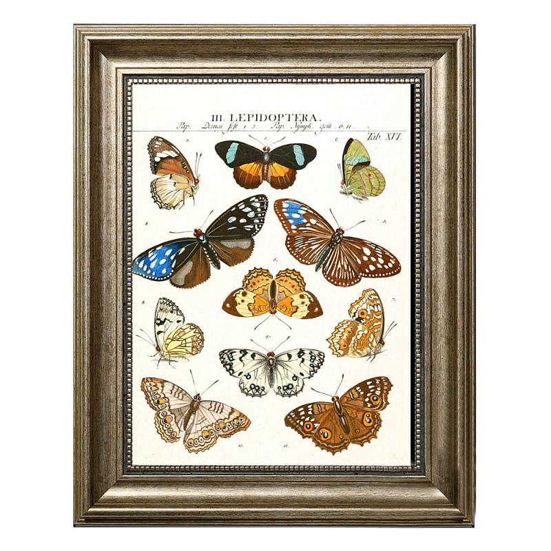 Постер Butterfly Collection Постер Butterfly Collection в Волгограде | Loft Concept