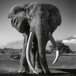 Книга Beusker. Look into my Eyes варинант исполнения - 5 | Loft Concept в Волгограде