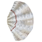 Фигурка из фарфора в виде одной створки ракушки Marine Tridacna варинант исполнения - 1 | Loft Concept в Волгограде