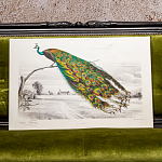 Постер на холсте с изображением павлина на ветке Majestic Peacock on a Tree Poster варинант исполнения - 4 | Loft Concept в Волгограде